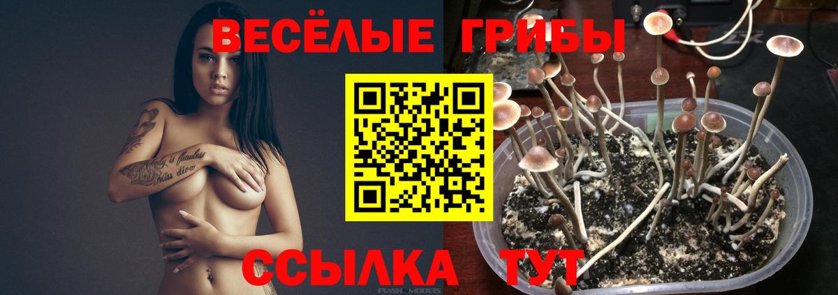 Псилоцибиновые грибы прущие грибы  Псилоцибиновые грибы Psilocybe  Лянтор  Вход с VPN 
